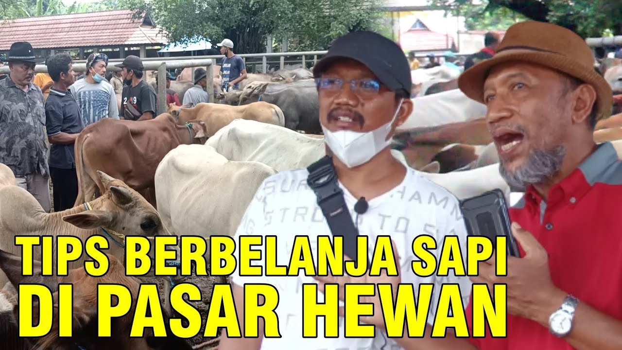
                                 Tips-Belanja-Sapi-Di-Pasar-Purwakarta